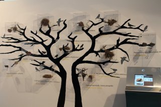 Museo de Ciencias Naturales de Valencia: Aprender de forma divertida